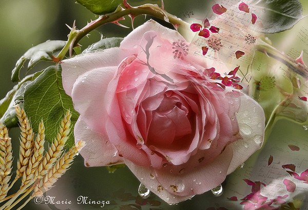 © Montage photos de Marie MINOZA y