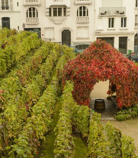 Paris, vignes de Montmartre y