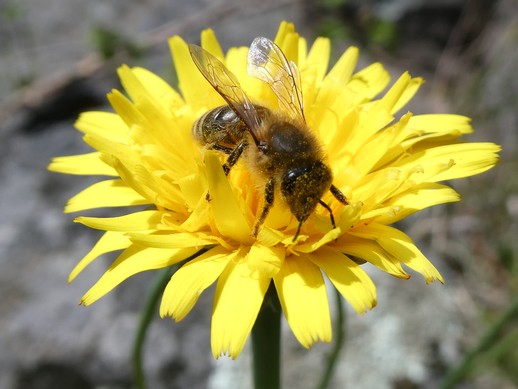 Photographie prise à Burzet en Ardèche, © Jean-Charles PAILLET y
