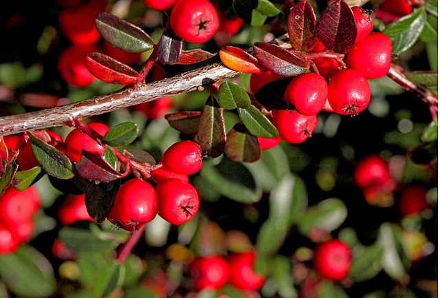 Cotonéaster, plante à fleurs, de la famille des Rosaceae y