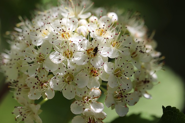 Cotonéaster, plante à fleurs, de la famille des Rosaceae y