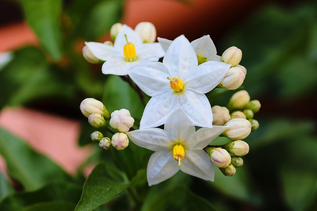 Jasmin y