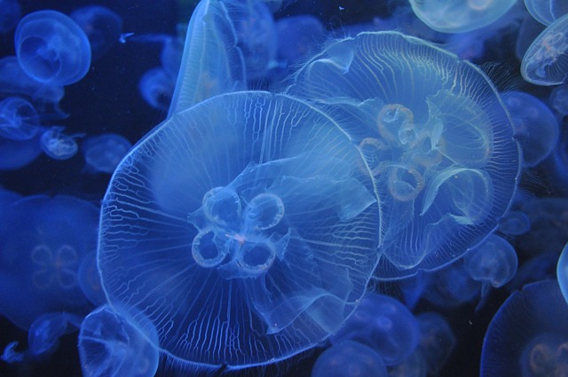 Nuva Hiva, Les Marquises y
