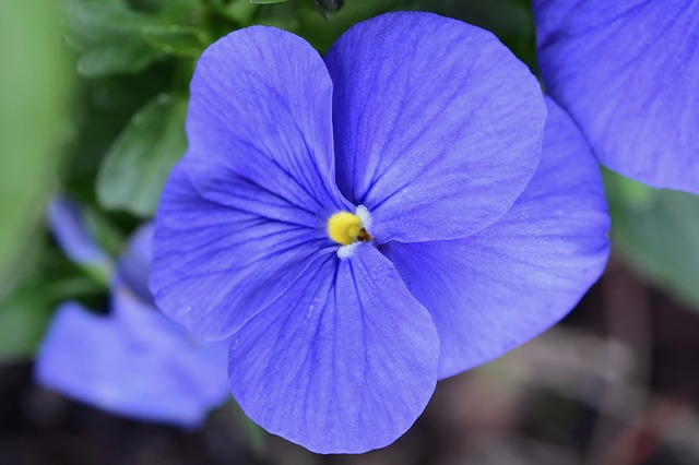 fleur de lune paix  Silence, ça pousse !