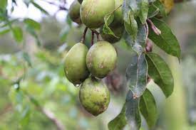 prune de cythère y